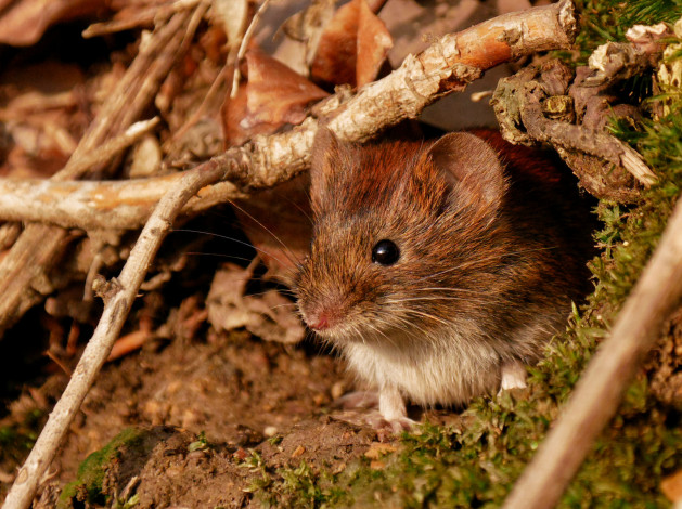 Обои картинки фото животные, крысы,  мыши, мышка