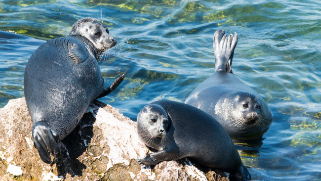 Обои картинки фото байкальская нерпа, животные, тюлени,  морские львы,  морские котики, камни, берег, байкал, вода, нерпа, байкальская