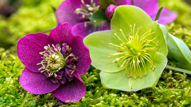 Обои картинки фото цветы, геллеборус , морозник, бутоны