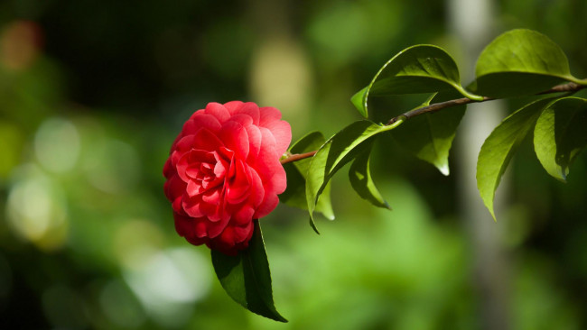 Обои картинки фото цветы, камелии, камелия, цветок, флора