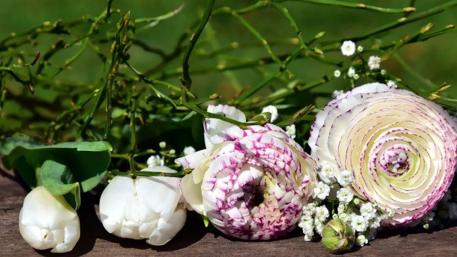 Обои картинки фото цветы, ранункулюс , азиатский лютик, бутоны