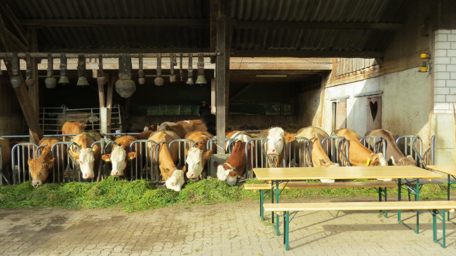 Обои картинки фото животные, коровы,  буйволы