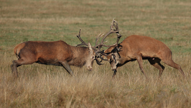 Обои картинки фото животные, олени, рога