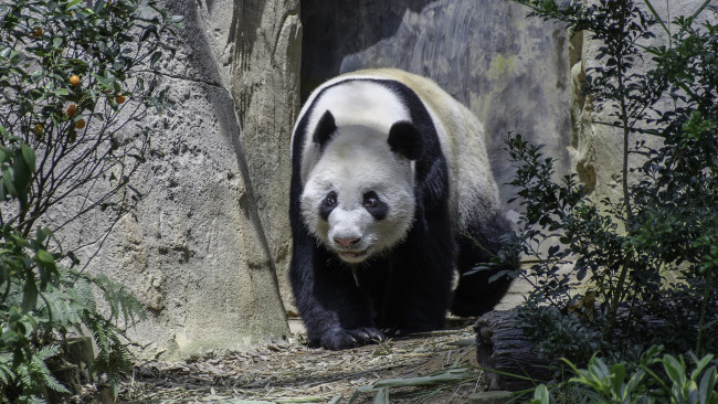 Обои картинки фото животные, панды, медведь