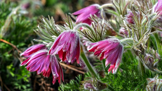 Обои картинки фото цветы, анемоны,  сон-трава, бутоны, пушистики