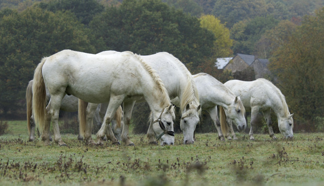 Обои картинки фото животные, лошади, лошадка