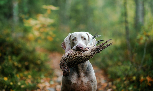 Обои картинки фото животные, собаки, лес, охота, птица, охотник, собака