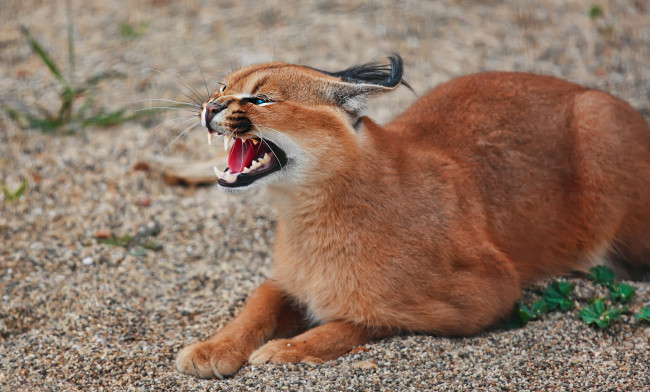 Обои картинки фото каракал, животные, рыси, рысь, степная, кошачьи, хищник