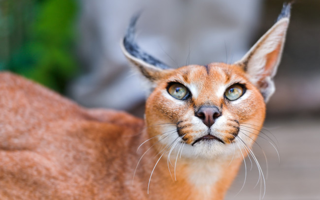 Обои картинки фото каракал, животные, рыси, степная, кошачьи, хищник, рысь