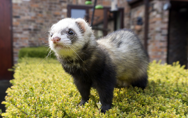 Обои картинки фото животные, хорьки,  куницы,  горностаи,  ласки,  соболи, фретка, фон, мордочка, хорёк