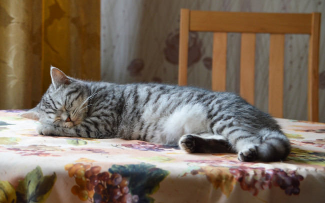 Обои картинки фото животные, коты, стол, интерьер, кошка