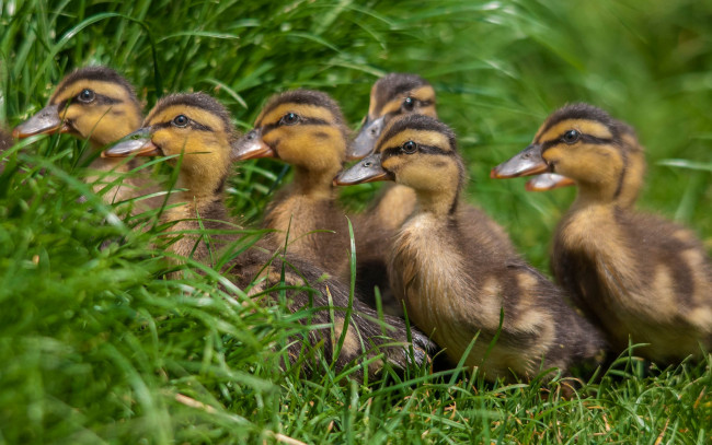 Обои картинки фото животные, утки, птичка