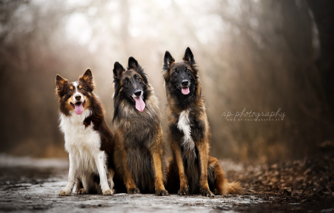 Обои картинки фото животные, собаки, друзья, природа