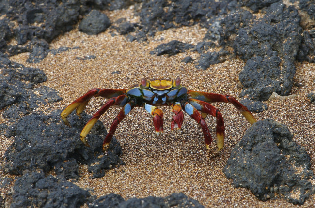 Обои картинки фото животные, крабы,  раки, крабик