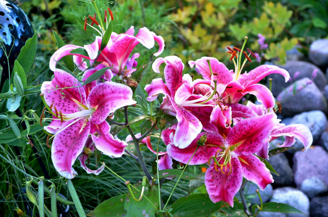 Обои картинки фото цветы, лилии,  лилейники, крапинки