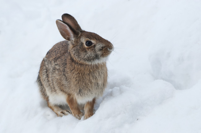 Обои картинки фото животные, кролики,  зайцы, заяц