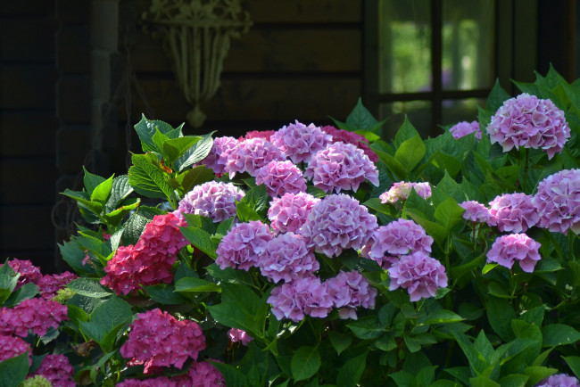 Обои картинки фото цветы, гортензия