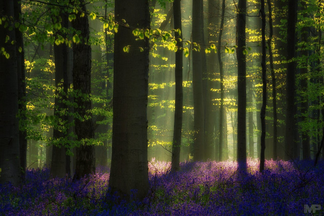 Обои картинки фото природа, лес, цветы