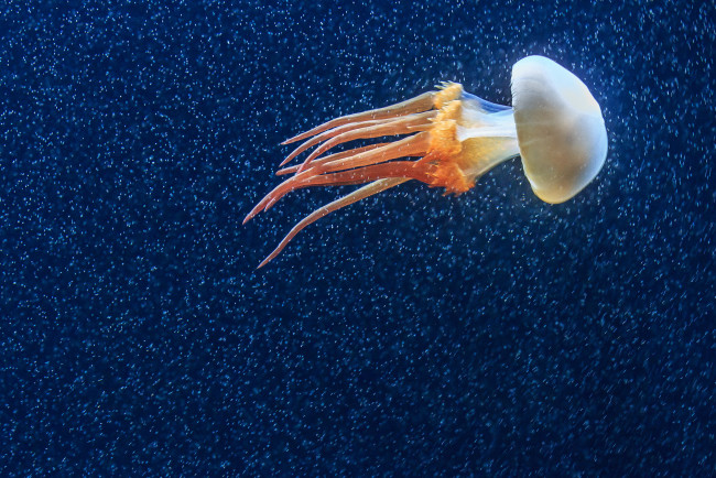 Обои картинки фото животные, медузы, океан