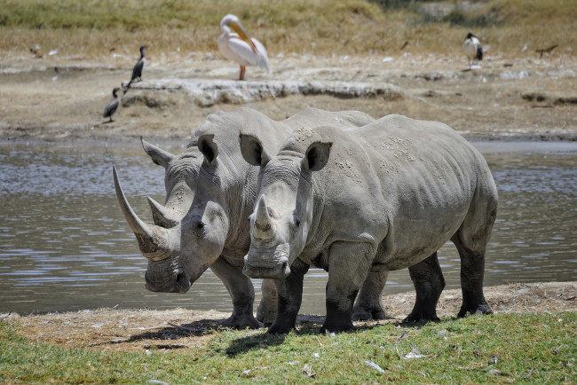 Обои картинки фото животные, носороги, пара