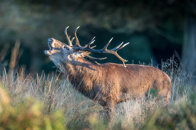 Обои картинки фото животные, олени, рога