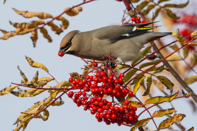 Обои картинки фото животные, птицы, птичка