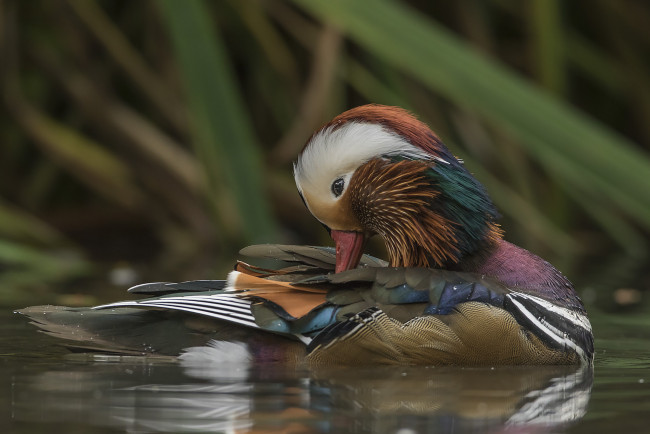 Обои картинки фото животные, утки, птичка