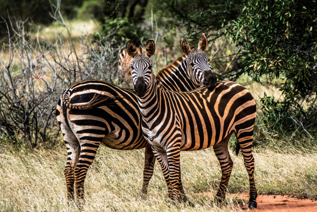 Обои картинки фото животные, зебры, зебра