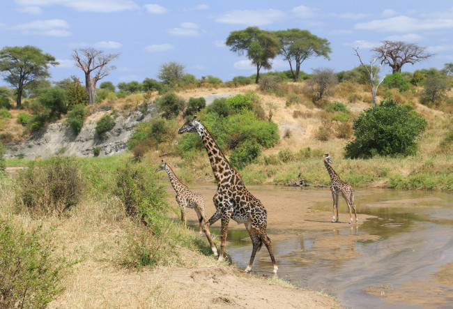 Обои картинки фото животные, жирафы, шея