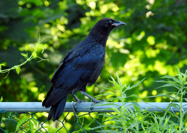 Обои картинки фото животные, вороны,  грачи,  галки, черное, оперение