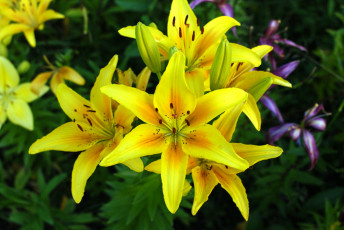 Картинка цветы лилии +лилейники желтые