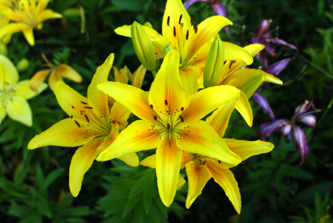 Обои картинки фото цветы, лилии,  лилейники, желтые