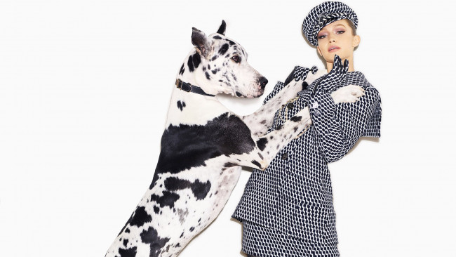 Обои картинки фото gigi hadid,  harpers bazaar may cover 2018, девушки, gigi, hadid, собака, harpers, bazaar, may, cover, 2018, шляпка, дог, модель