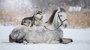 Картинка животные разные+вместе дружба