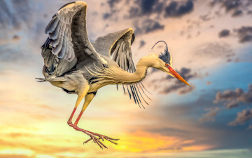 Картинка животные цапли +выпи небо птица крылья перья полёт серая цапля