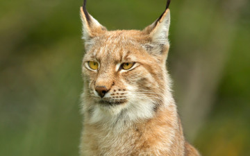 Картинка животные рыси морда фон портрет рысь дикая кошка