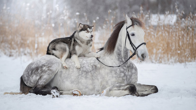 Обои картинки фото животные, разные вместе, дружба