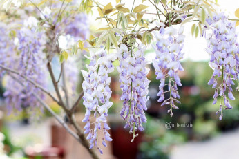 Картинка цветы глициния ветки