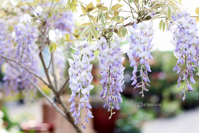 Обои картинки фото цветы, глициния, ветки