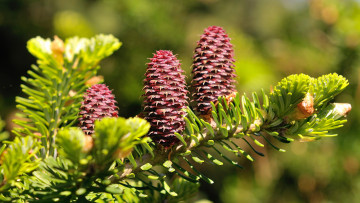 Картинка природа деревья ветки фон обои wallpaper картинка шишки на рабочий стол fir еловые ветви ели экрана