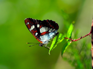 Картинка животные бабочки +мотыльки +моли бабочка ветка листья