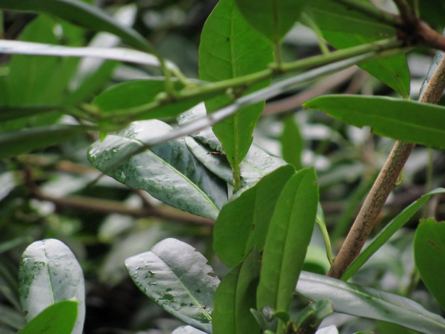 Обои картинки фото природа, листья, зеленые, капли