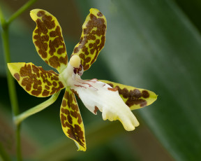 Картинка цветы орхидеи орхидея