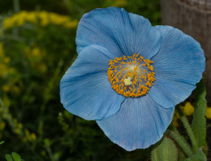 Картинка цветы маки голубой