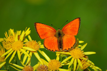 Картинка животные бабочки +мотыльки +моли бабочка