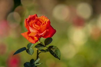 Картинка цветы розы роза