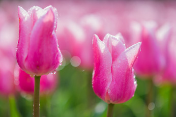 Картинка цветы тюльпаны