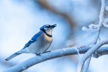 Картинка животные сойки птица