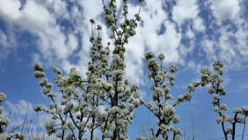 Картинка цветы цветущие+деревья+ +кустарники груша