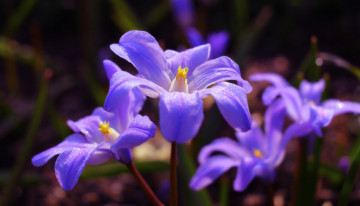 Картинка цветы подснежники +белоцветники +пролески пролески